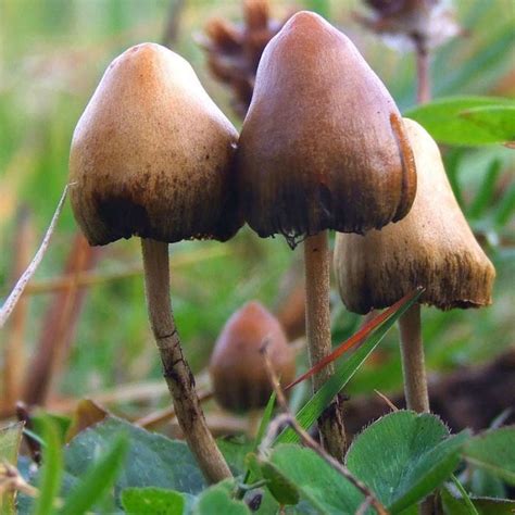 The Cultural Significance of Magic Mushrooms in UK Art and Music
